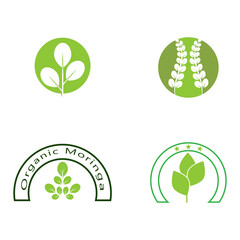 Set Moringa leaf Logo Template