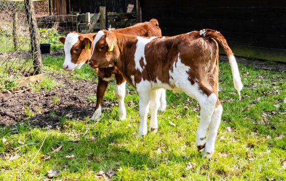 Kalf Images Browse 50 Stock Photos, Vectors, and Video Adobe Stock