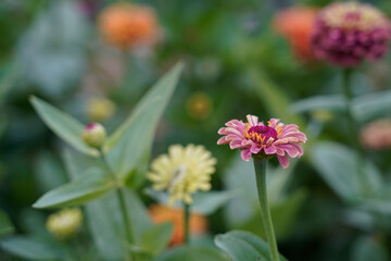 Fototapeta premium Garden full of zinnia flowers. Focus on a queen red lime zinnia.