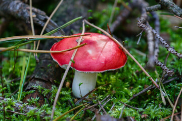 Grzyb - gołąbek czerwony © Jarek Rymarz