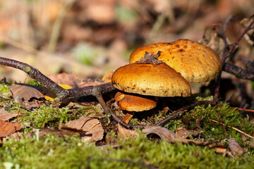 Opieńka © Jarek Rymarz