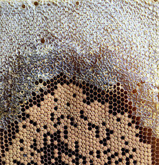 hexagon structure is honeycomb from bee hive filled with golden honey