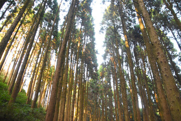 龍門司坂の樹木からの木漏れ日