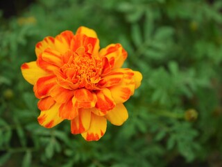 マリーゴールド1　バイカラー