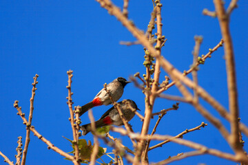 Red vented Bulbul, Pycnonotus cafer, India