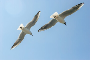 Seagulls flying in sky at way to Bet Dwarka, Gujarat, India