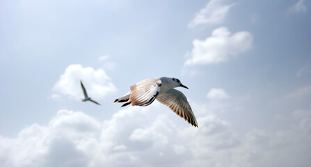 Fototapeta na wymiar Seagulls flying in sky at way to Bet Dwarka, Gujarat, India