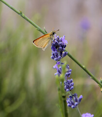 un papillon
