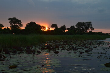 Naklejka premium African sunset over the Okavango Delta in Botswana