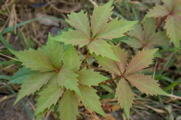 Beautiful texture of natural leaves.Wild grape leaf texture. 