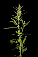 Common Fat-Hen (Chenopodium album). Inflorescence Closeup