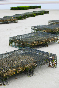 Farming Oyster Beds