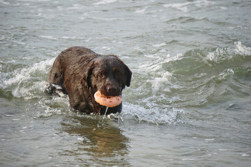 Big black dog bathes in the sea