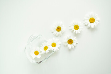 A Cup of natural herbal chamomile tea with blooming chamomile flowers on a white table background. Natural aromatherapy for a relaxing drink.