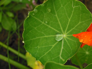 green leaf with dew drops