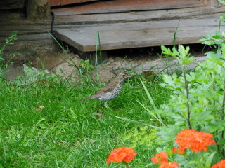song thrush