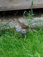 song thrush