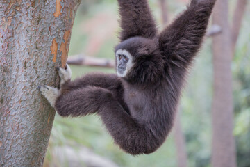 White-handed Gibbon (Hylobates lar) hanging on a tree