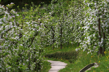 Marlinger Waalweg, Frühling, Apfelblüte, Blüte, Wandern, Marling, Südtirol, Meraner Land, Burggrafenamt, Waalweg
