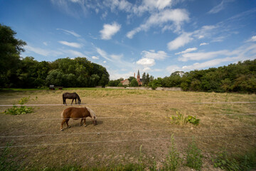 Dorfidylle in der Börde, Pferde auf einer Koppel, dahinter der Kirchturm 