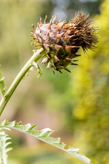 Nederlands openluchtmuseum, Arnhem , Gelderland,, Nederland