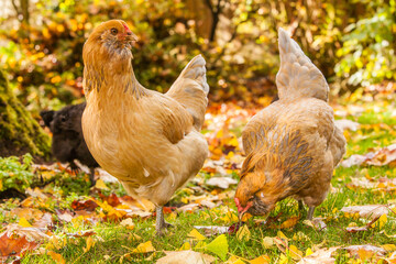 Two Americana chickens looking for food around the autumn colored leaves in a garden in Salem, Oregon.