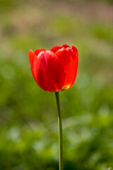 Fototapeta premium Tulipan