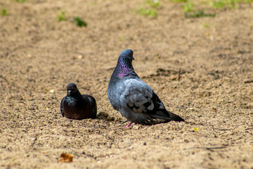 pigeon in the park