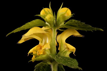 Fototapeta na wymiar Yellow Archangel (Lamium galeobdolon). Inflorescence Closeup