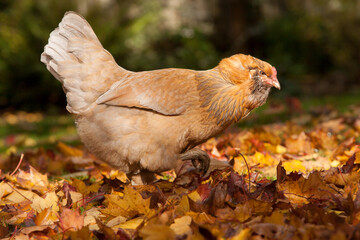 An Americana chicken looking for food around the autumn colored leaves in a garden in Salem, Oregon.