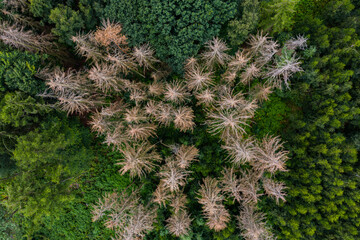 Waldsterben - Nadelhözer sterben aufgrund von Dürre und Klimawandel