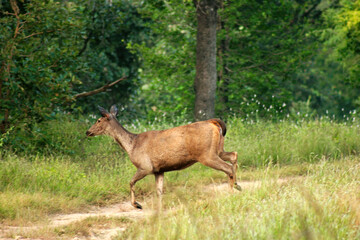 Chital or cheetal deer (Axis axis), also known as spotted deer or axis deer in the Bandhavgarh National Park, Madhya Pradesh, India.