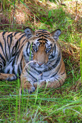 Portrait of Royal Bengal Tiger in Bandhavgarh National Park, Madhya Pradeh, India