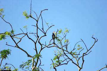 Small bird in Bandhavgarh National Park, Madhya Pradesh, India.