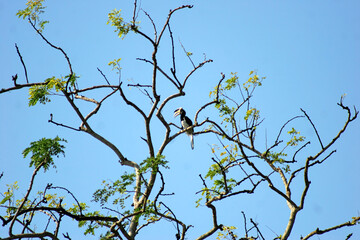 Small bird in Bandhavgarh National Park, Madhya Pradesh, India.