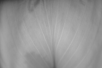 White spathiphyllum flower in the light. Close-up shot. Light bw blurred background.