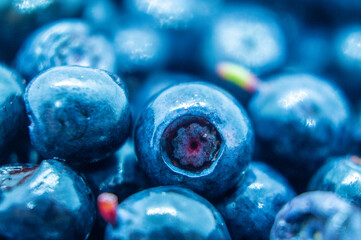 Dark blueberry berry. Swamp autumn food berry close-up macro photography