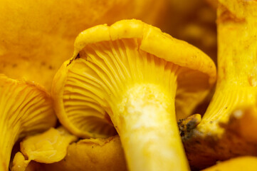 Yellow edible forest mushrooms. Agaricus cantharellus. Autumn food close-up macro photography