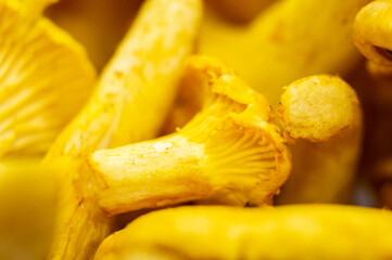 Yellow edible forest mushrooms. Agaricus cantharellus. Autumn food close-up macro photography