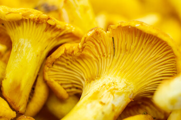 Yellow edible forest mushrooms. Agaricus cantharellus. Autumn food close-up macro photography