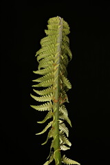 Ostrich Fern (Matteuccia struthiopteris). Fiddlehead Closeup