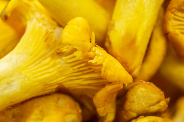 Yellow edible forest mushrooms. Agaricus cantharellus. Autumn food close-up macro photography