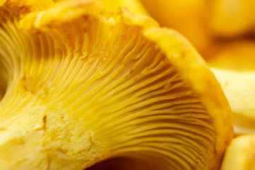 Yellow edible forest mushrooms. Agaricus cantharellus. Autumn food close-up macro photography