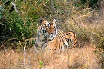 Fototapeta na wymiar Portrait of Royal Bengal Tiger in Bandhavgarh National Park, Madhya Pradeh, India
