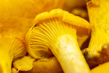 Yellow edible forest mushrooms. Agaricus cantharellus. Autumn food close-up macro photography
