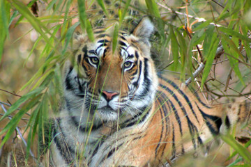 Portrait of Royal Bengal Tiger in Bandhavgarh National Park, Madhya Pradeh, India