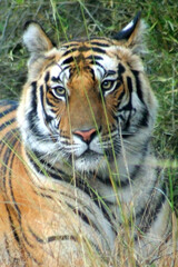 Portrait of Royal Bengal Tiger in Bandhavgarh National Park, Madhya Pradeh, India