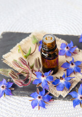 Selective focus on Borago officinalis (Borago or borage) tincture bottle with fresh blossoms scattered around. White and black background, studio shot.