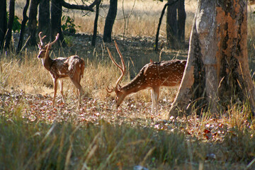 Naklejka na ściany i meble Spotted deer found in the forest of Bandhavgarh National Park, Madhya Pradesh, India.