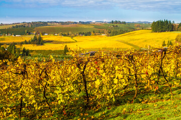 A vineyard in the hills south of Salem, Oregon